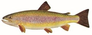 Image of Brown Trout