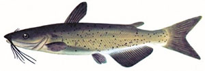 Image of channel catfish