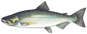 Image of Species-Chinook Salmon