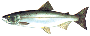 Image d’un saumon coho