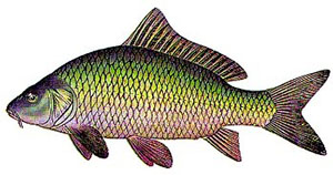 Image of common carp