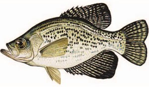 Image of crappie