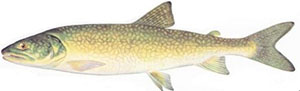 Image of Lake Trout