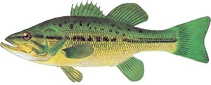 Image of largemouth bass