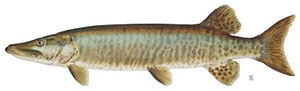 Image of muskellunge