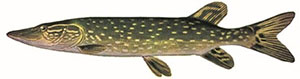 Image d’un grand brochet