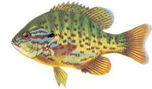 Image of pumpkinseed