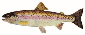 Image of Rainbow Trout