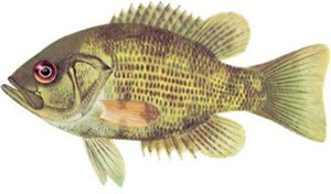 Image of rock bass