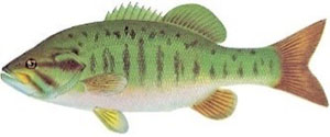 Image of smallmouth bass