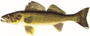 Image of walleye