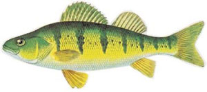 Image of yellow perch