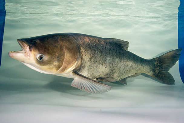 A photograph of a Bighead carp