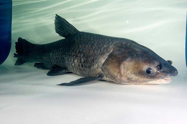 A photograph of a Black carp