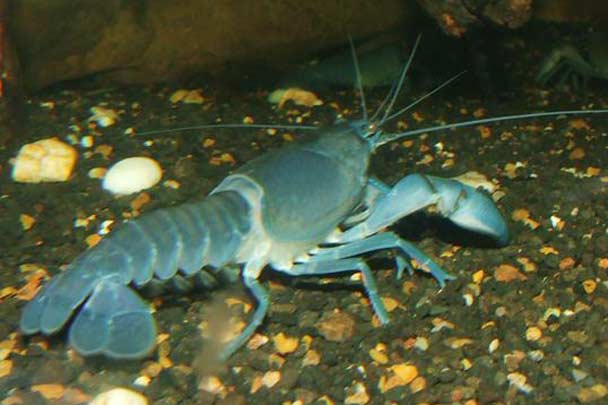 A photograph of a Common yabby (Crayfish) 