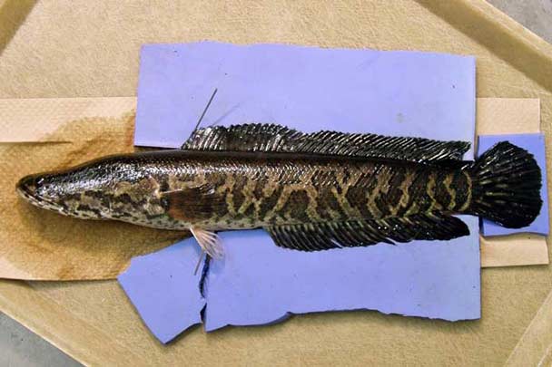 A photograph of a Snakeheads