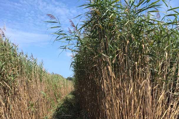 A photograph of a Phragmites (European common reed)