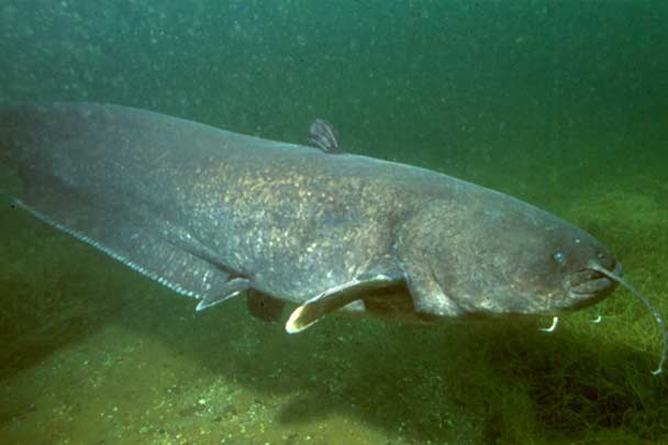 A photograph of a Wels catfish