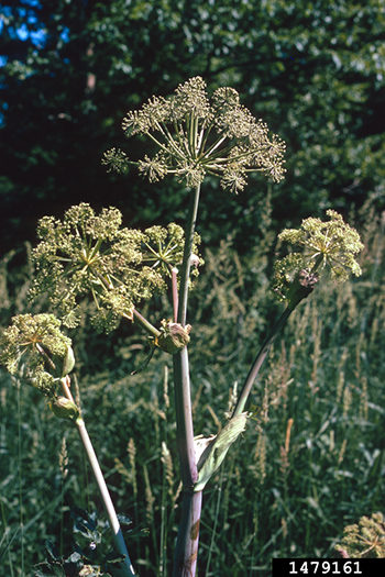The image shows Purple-stemmed Angelica, a plant that looks similar to Wild Parsnip.