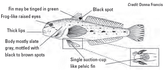 The Round Goby are small fish that resemble native sculpin.