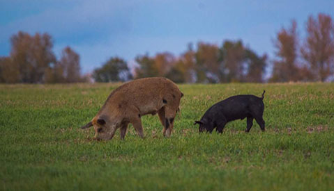 A tan wild pig (boar) sow and black wild (boar) piglet feeding in an open field – photo taken in Saskatchewan.