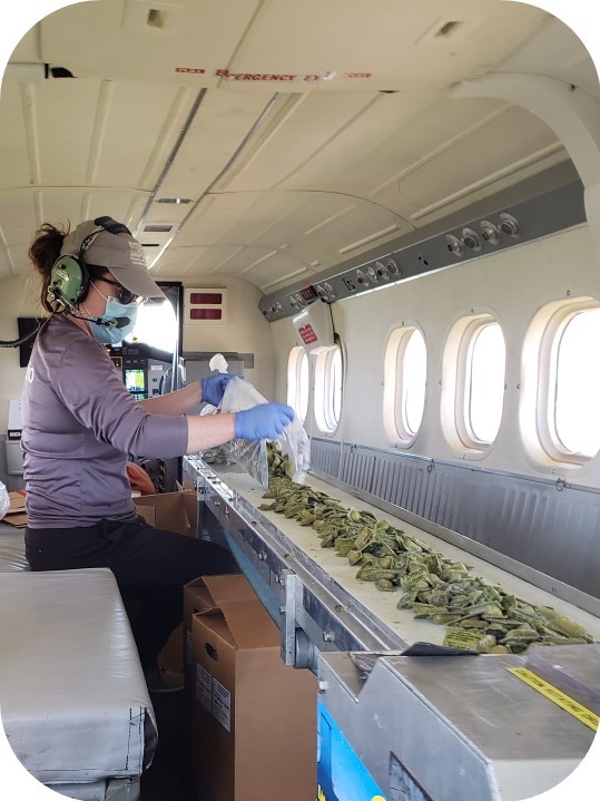 Staff loading rabies vaccine baits on the conveyor belt inside a twin otter aircraft