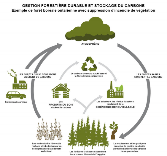 Exemple de forêt boréale ontarienne avec suppression d’incendie de végétation
Atmosphère les forêts saines stockent le carbone. Le reboisement et les pratiques durables de gestion des forêts permettent au cycle du carbone de se poursuivre. Les forêts en croissance absorbent le carbone et libèrent de l’oxygène. Les vieilles forêts libèrent le carbone stocké lentement en se dégradant ou rapidement en brûlant. Émission de carbone. Les forêts qui se dégradent libèrent du carbone. Le carbone demeure stocké quand la fibre de bois est recyclée. Les scieries et les résidus forestiers produisent de la bioénergie renouvellable. Les produits du bois stockent le carbone