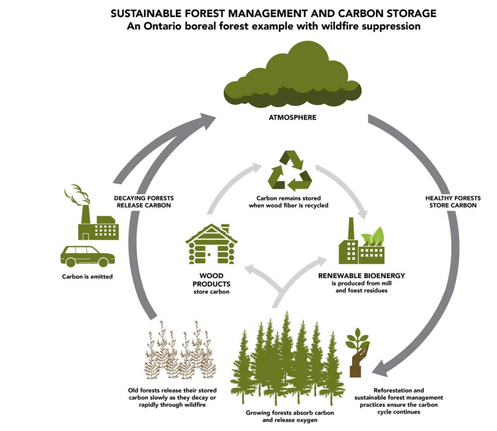 This image shows the Forest Carbon Cycle. The Forest Carbon Cycle shows carbon from the atmosphere being influenced by the role of trees in absorbing carbon as they grow. It also shows how after trees absorb carbon, it can then be stored in wood products. The image also shows how energy from wood waste can replace fossil fuels.