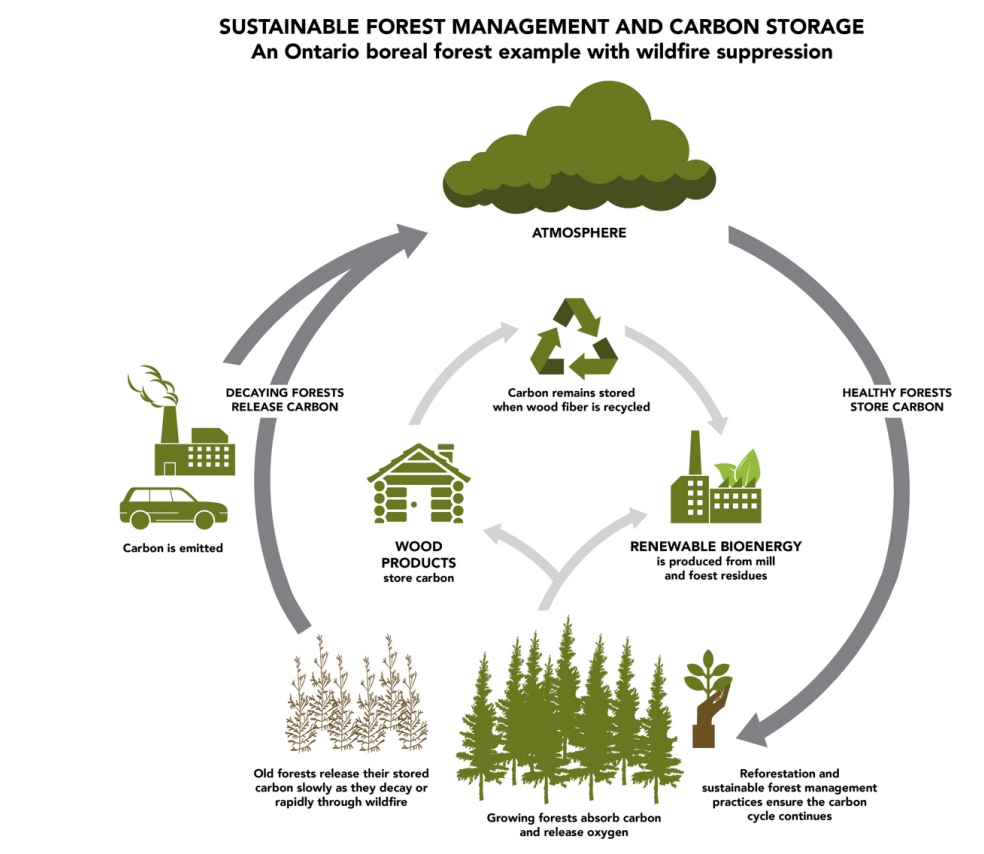 Rainforest Carbon Cycle