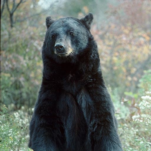 A black bear rearing on its rear legs.