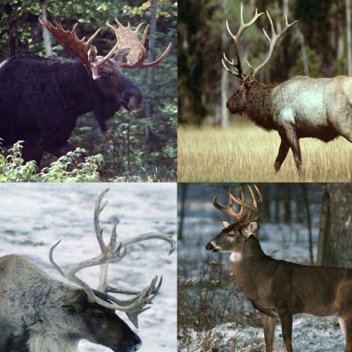 Images of Ontario’s 4 wild cervid species: moose, white-tailed deer, American elk and woodland caribou.