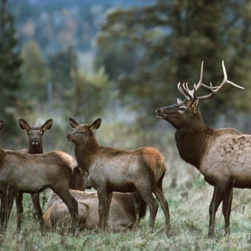 Small group of elk in a clearing of a forested area.