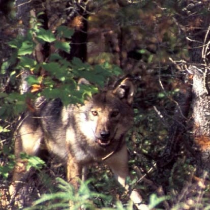 Photo of a wolf in a forest.
