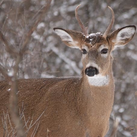 White-tailed deer buck with small spike-like antlers.