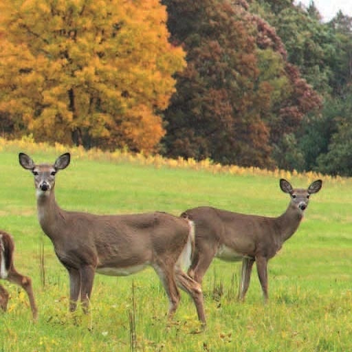 white-tailed deer in a field.