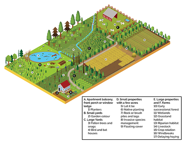 Illustration of creating possible wildlife habitat suggestions for small areas that may be suitable for incorporating into plans for larger properties.