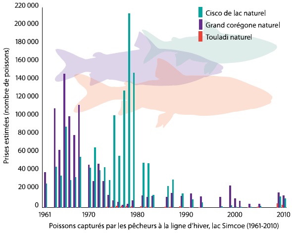 Ce diagramme en barres montre les prises estimées, en nombre de poissons, pour le cisco, le grand corégone naturel et le touladi naturel de 1960 à 2010. Toutes les espèces ont été pêchées dans les années 1960 et 1970, mais le grand corégone en particulier a sévèrement décliné dans les années 1980 et 1990. Le cisco a lui aussi décliné de façon abrupte dans les années 1980. Dans les années 2000, la tendance était à l’amélioration des prises de poissons, en particulier pour le grand corégone.
