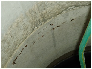 This is the inside view of same well shown in Figure 11-1. Slugs have entered through the large opening in the well access lid and are living just below a joint between two concrete casings and just above the water level in this well. The well water is intended to be used for human consumption. The slugs are also leaving waste behind on the casing wall.
