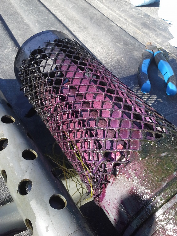 This image shows a cylindrical perforated filter with purple sulphur bacteria on its surface