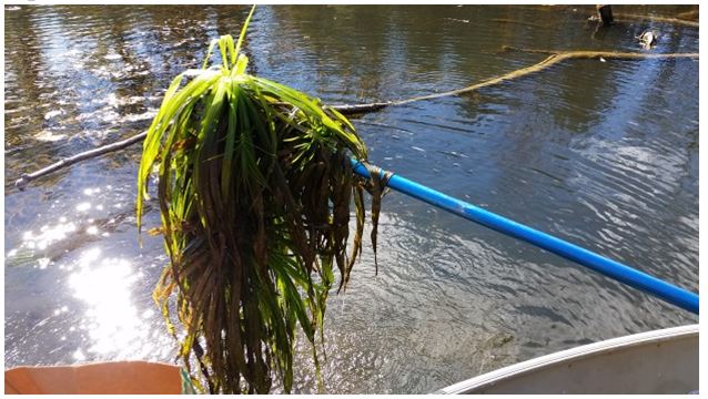 This image shows a mass of Water Soldier plants being manually extracted with a pole from the Black River in Lake Simcoe during the fall of 2015 as part of the MNRF’s rapid response activities to invasive species reports.