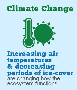 This infographic shows that increasing air temperatures and decreasing periods of ice-cover are changing how the ecosystem functions.