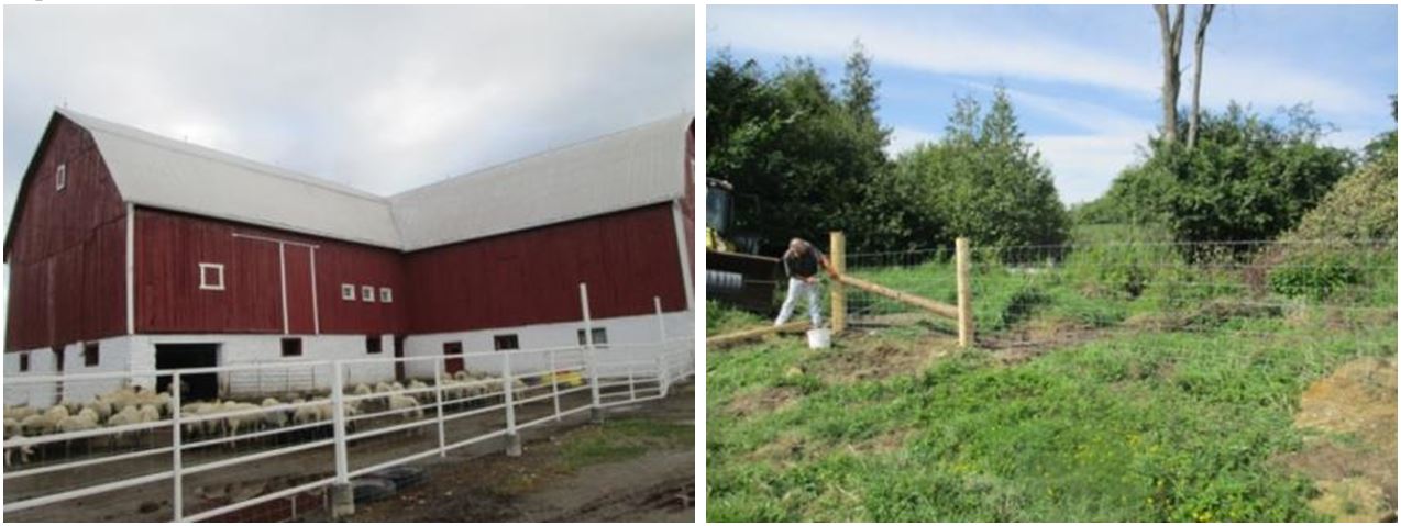 Ces deux images montrent des exemples de projets de gérance sur des fermes d’élevage dans le bassin de la rivière Talbot. La première image montre une étable à l’extérieur de laquelle se trouve un troupeau de moutons; on illustre la façon dont les eaux de ruissellement des enclos de ferme et l’entreposage du fumier permettent de faire en sorte que le fumier n’atteigne pas les cours d’eau. Dans la deuxième image, un homme érige une clôture dans un pâturage, à proximité d’un cours d’eau, afin de faire en sorte que les moutons ne puissent atteindre celui-ci. 