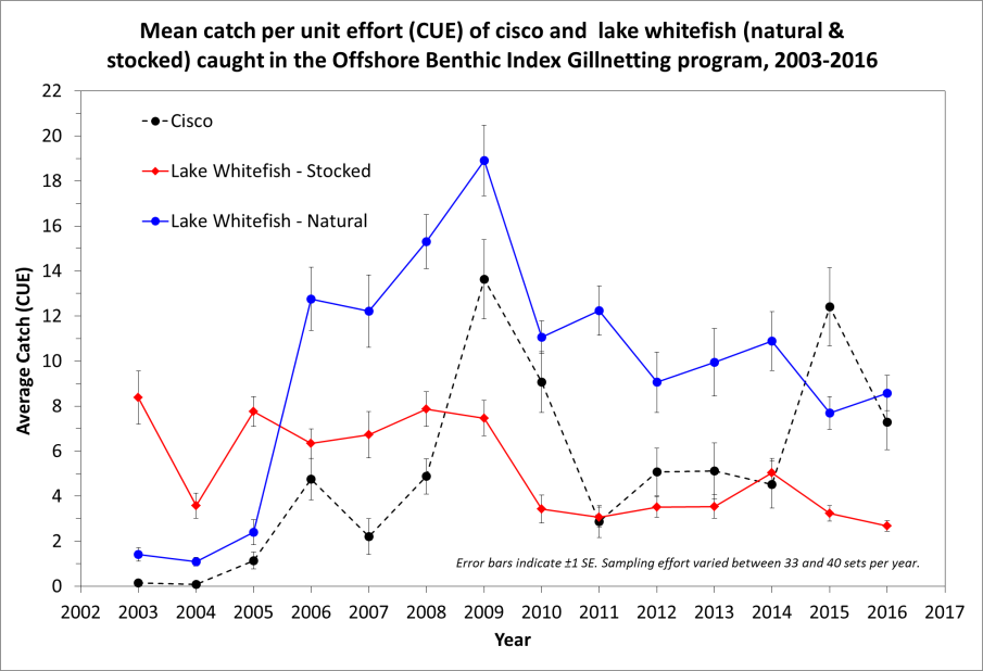 Graph showing relative abundance of cisco and lake whitefish (natural and stocked) caught in the deep water netting program between 2003 and 2016. Post-2006, catches of natural lake whitefish (not stocked) have been higher, suggesting that natural recruitment is improving. In 2016, 75% of the total lake whitefish catch were natural fish. Cisco relative abundance has also increased, suggesting improved natural reproduction of this coldwater species.