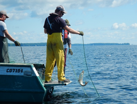 Ministry of Natural Resources and Forestry staff standing on a boat in Lake Simcoe catching a fish in a net as part of their fish monitoring surveys.