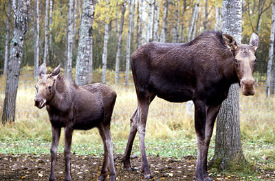 Colour photograph of a moose calf standing next to a moose cow.