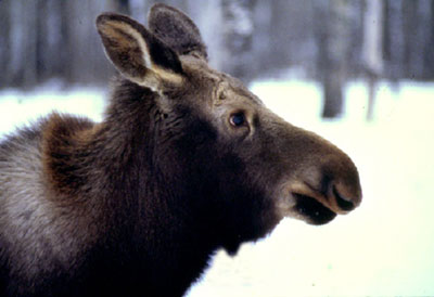 Colour photograph of a moose calf’s face close up.
