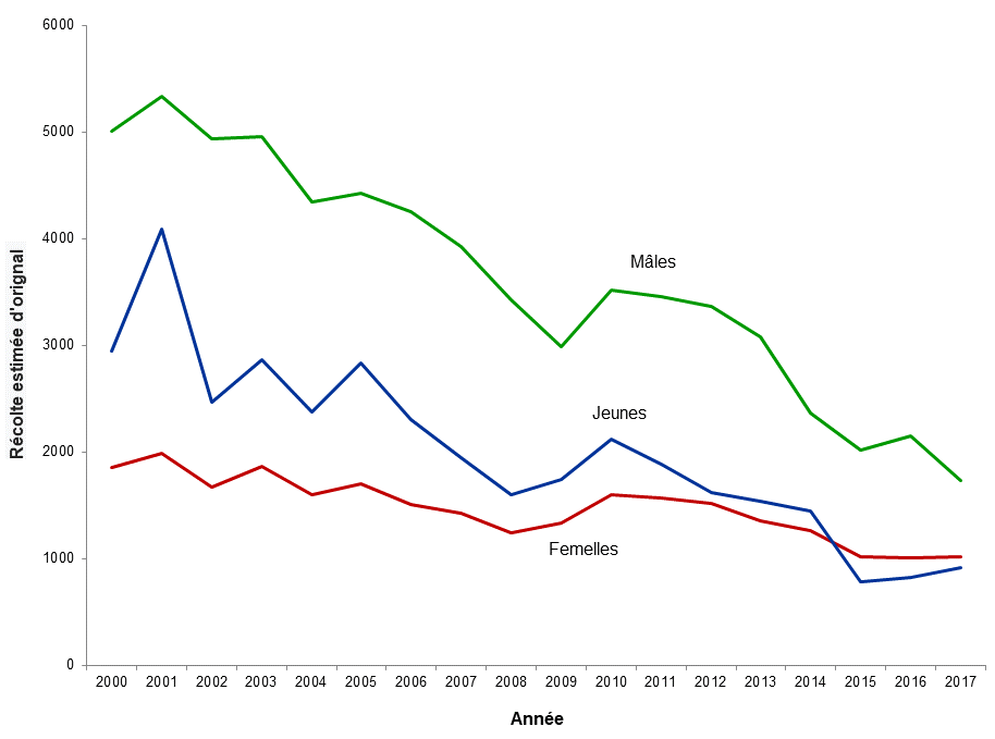 Graphique montrant un déclin de la récolte d’orignaux adultes mâles, d’orignaux adultes femelles et de veaux en Ontario depuis l’an 2000.
