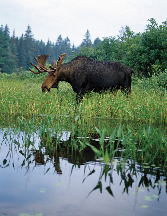 Photo of a large moose stepping into a wetland.
