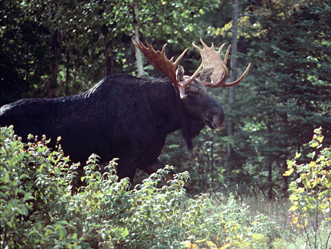 photo of a moose in a sunny wooded area.