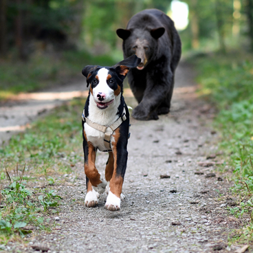 photo of a black bear walking behind unleashed dog on a trail